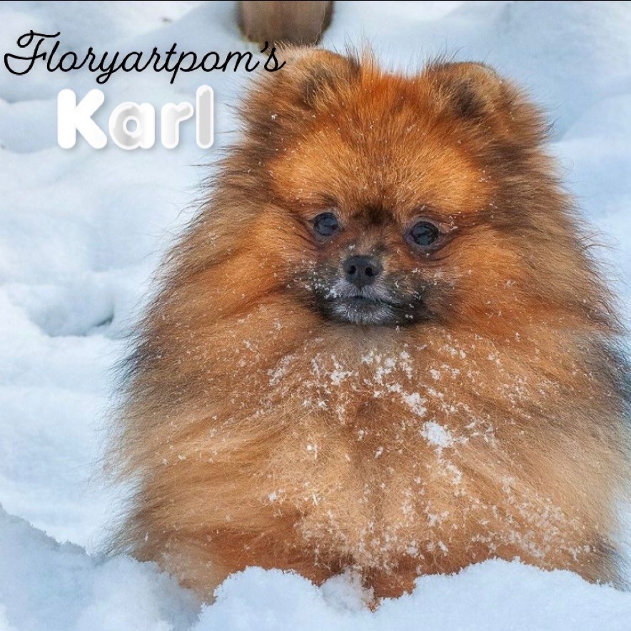 floryartpom's Karl the precious