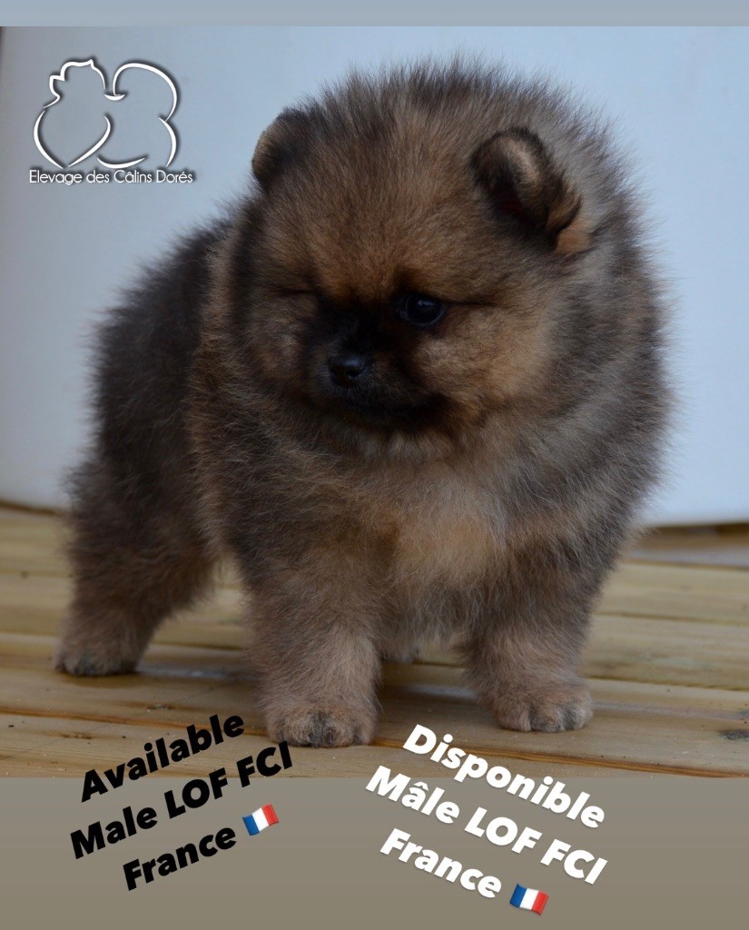 Des Câlins Dorés - Chiot disponible  - Spitz allemand