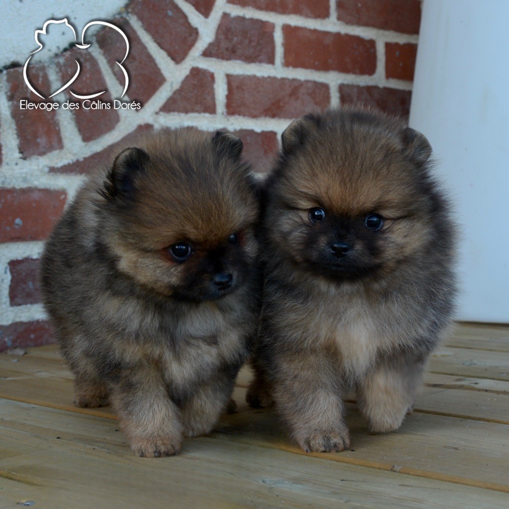 chiot Spitz allemand Des Câlins Dorés