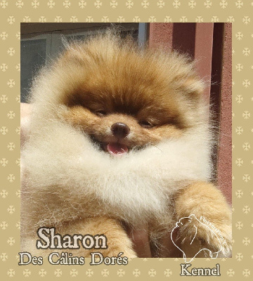 Sharon des câlins dorés