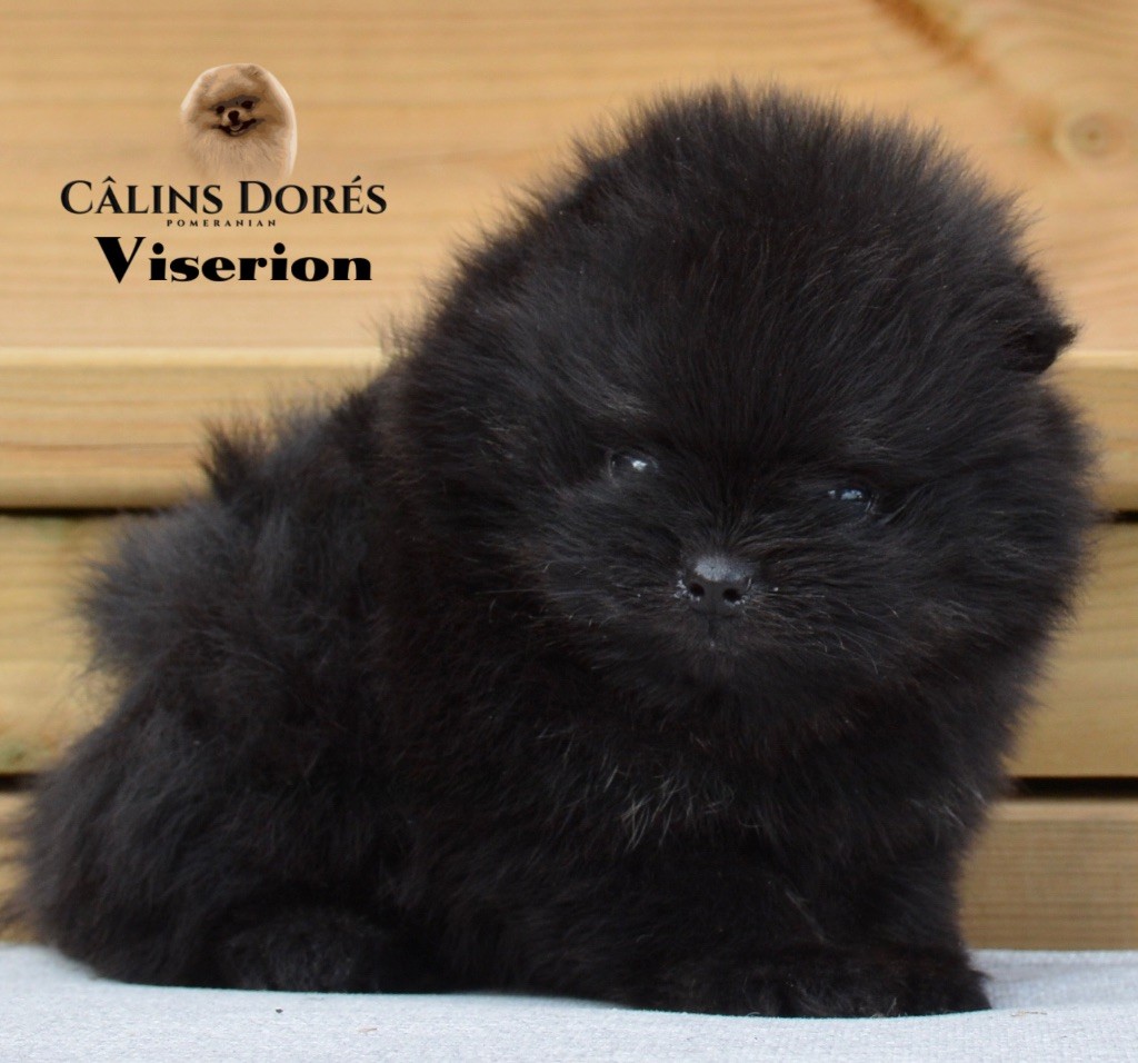 Des Câlins Dorés - Chiot disponible  - Spitz allemand