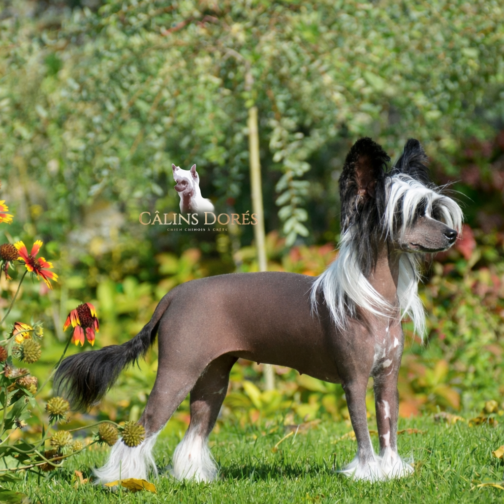 Sibylle Des Câlins Dorés