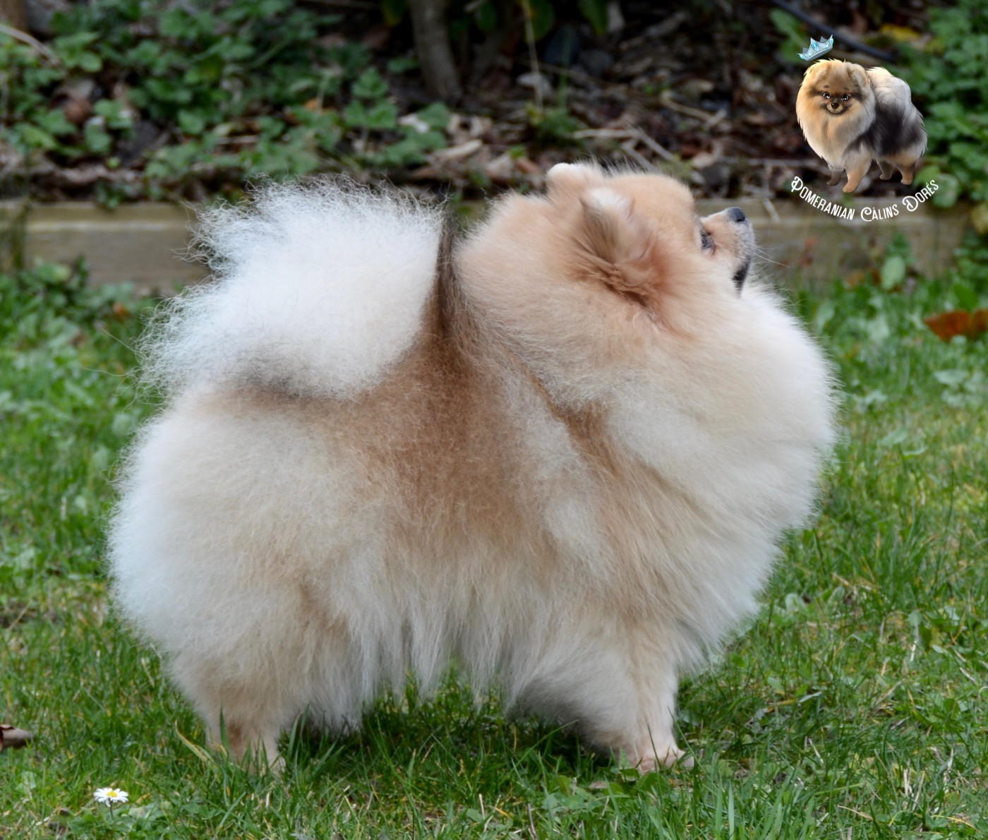 CH. majestas vestra Feyd