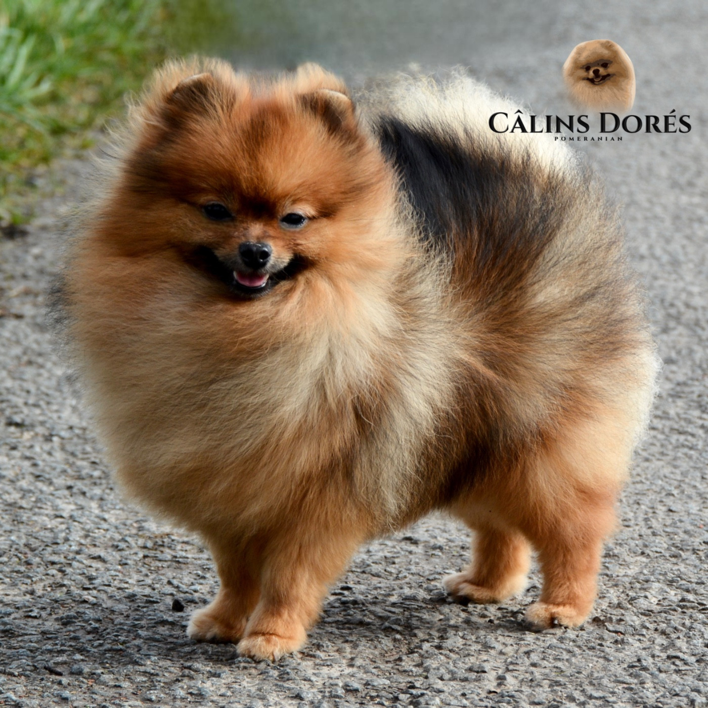 Votre altesse valya Des Câlins Dorés