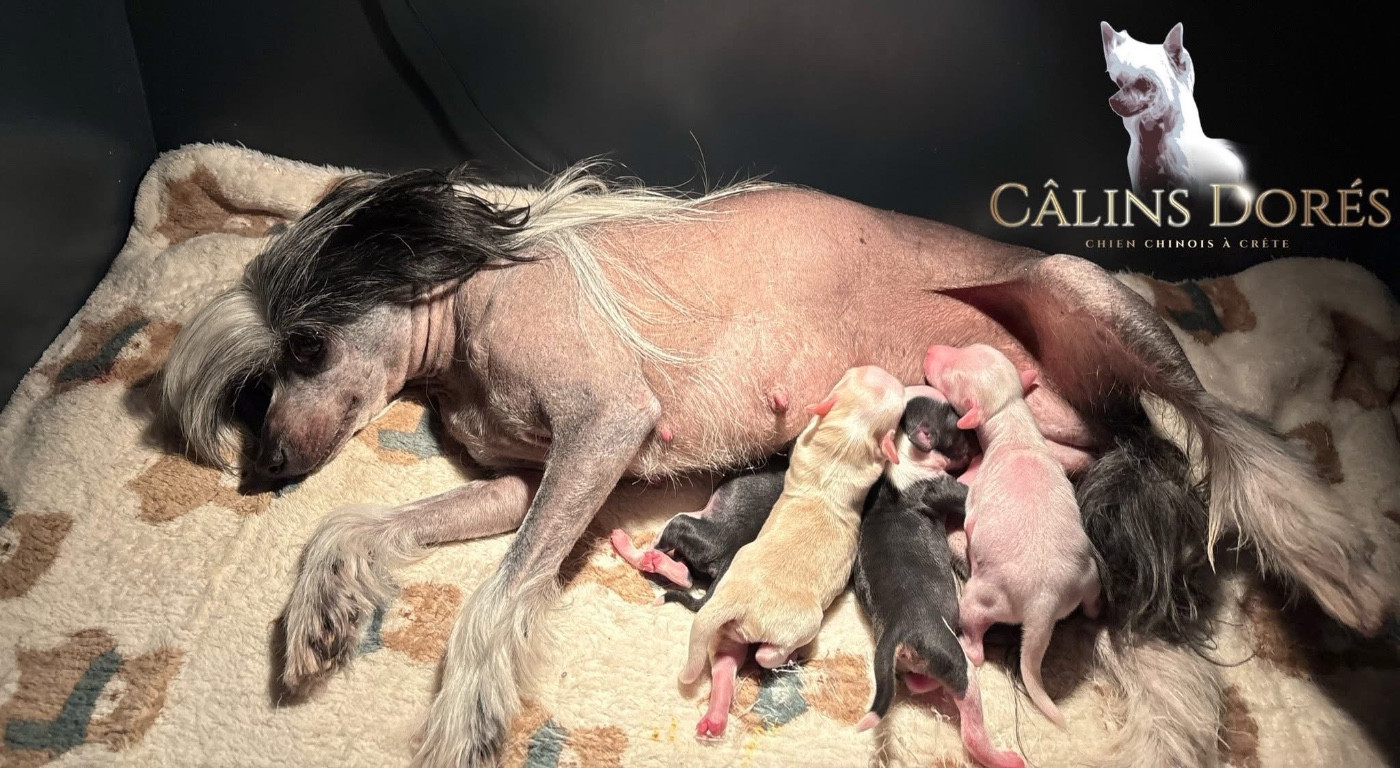 Des bébés sont disponibles actuellement