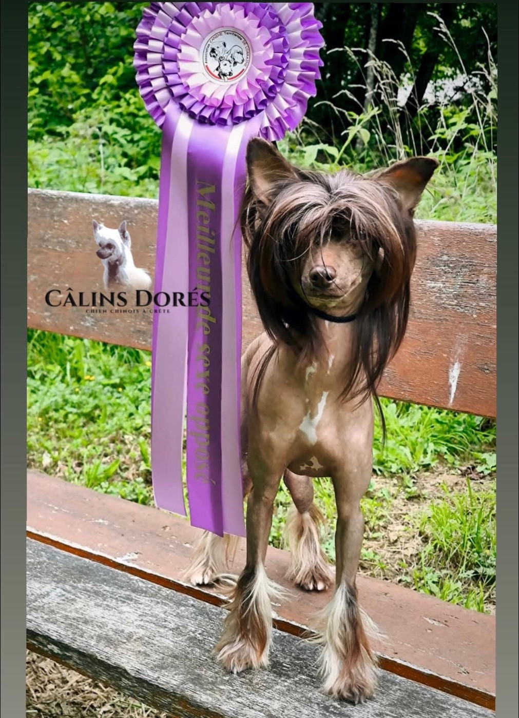Un nouveau Champion Jeune des Expositions