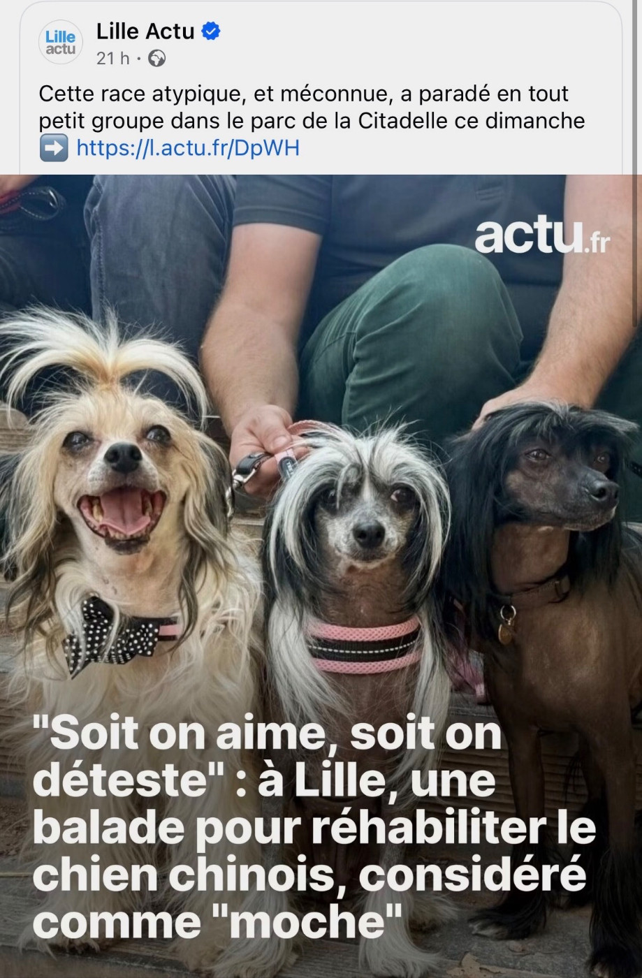LilleActu nous a suivi lors de la balade nationale des chiens chinois