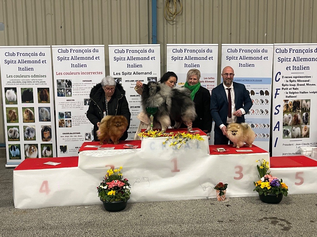 Des Câlins Dorés - FEYD DEVIENT CHAMPION DE FRANCE JEUNE 