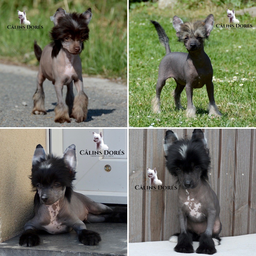 Des bébés sont disponibles vous pouvez nous ecrire 