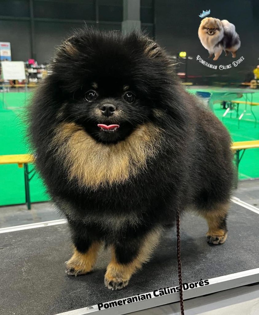 BLACK AND TAN
