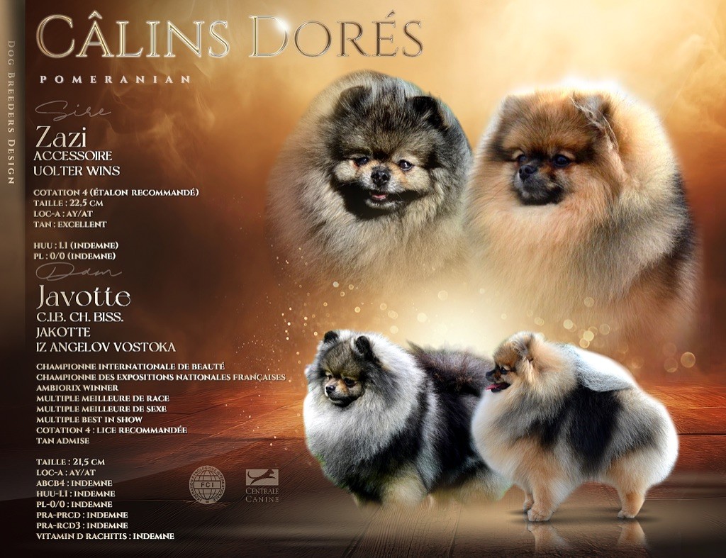 Chiot Spitz allemand Des Câlins Dorés