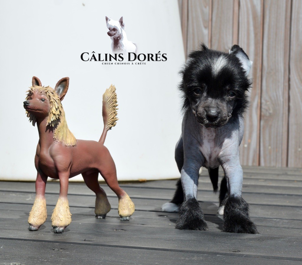 Des Câlins Dorés - Chiots disponibles - Chien chinois à crête