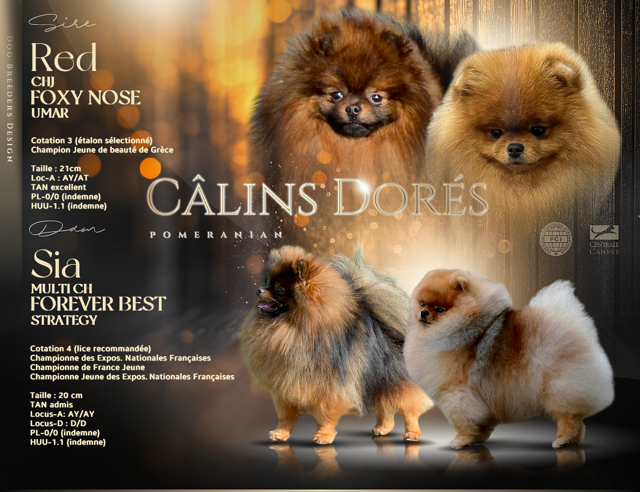 Chiot Spitz allemand Des Câlins Dorés