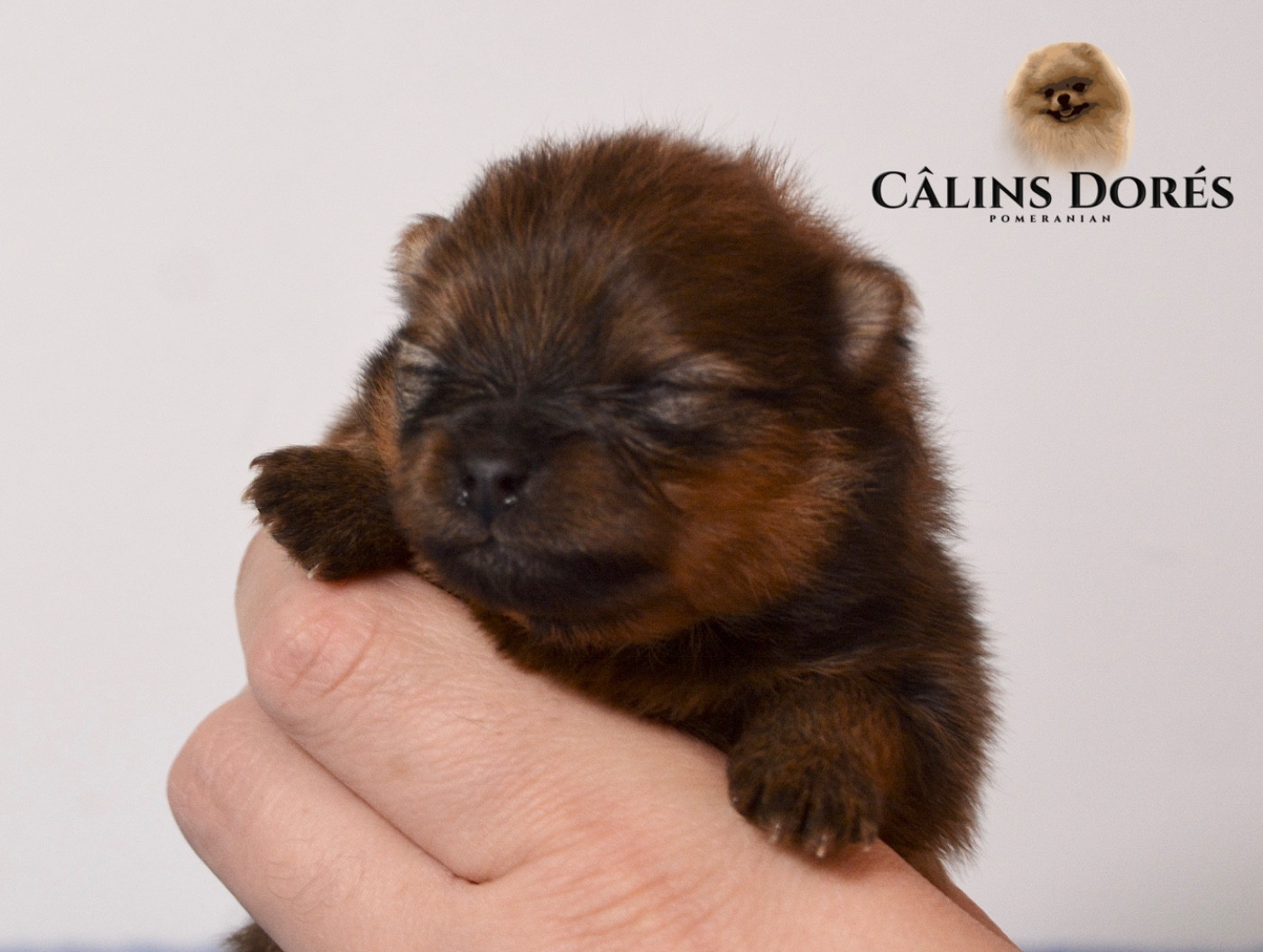 Des Câlins Dorés - Chiots disponibles - Spitz allemand