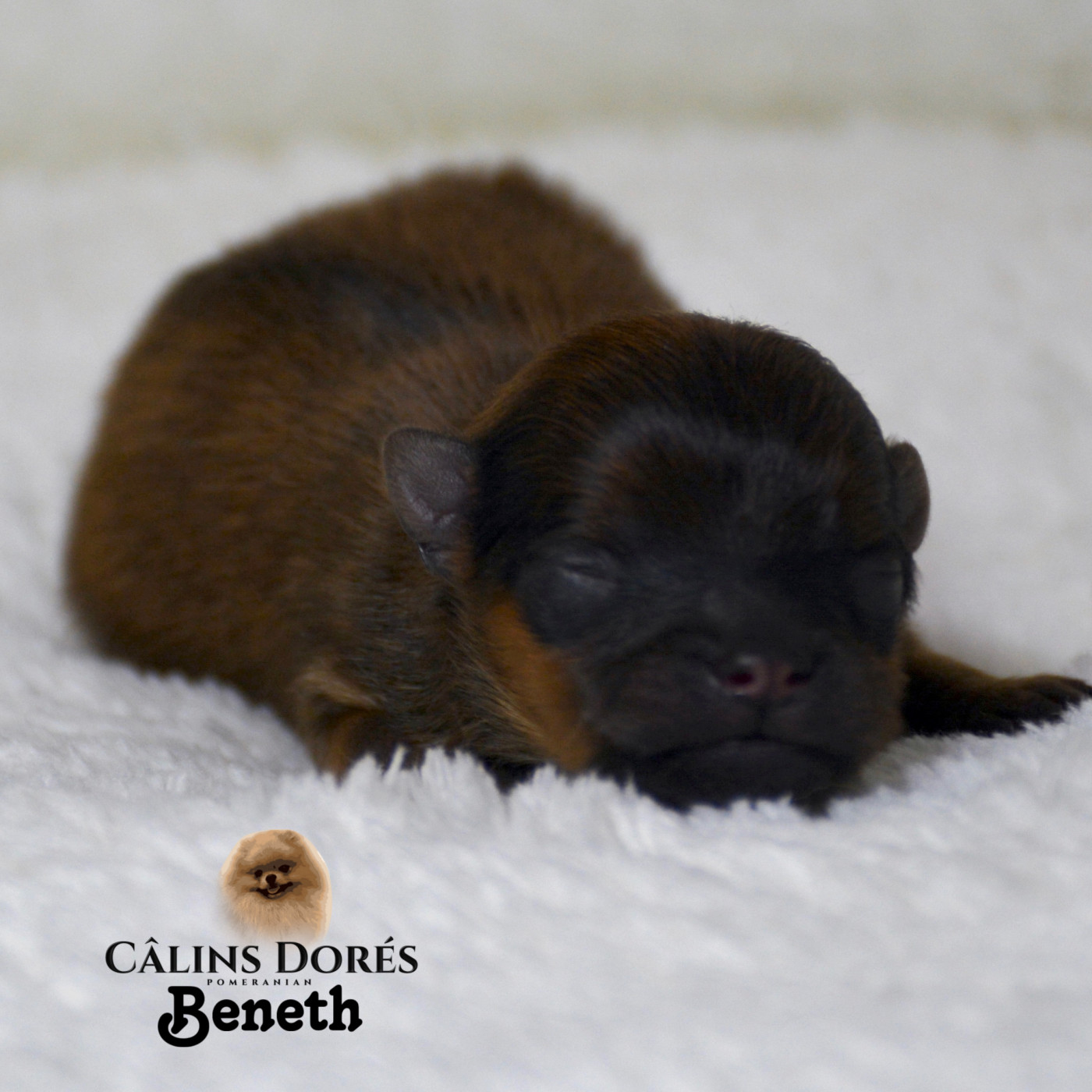 Des Câlins Dorés - Chiots disponibles - Spitz allemand