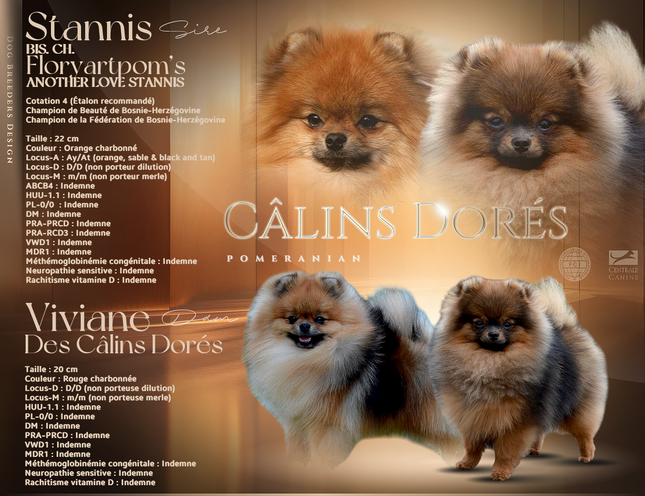 Chiot Spitz allemand Des Câlins Dorés
