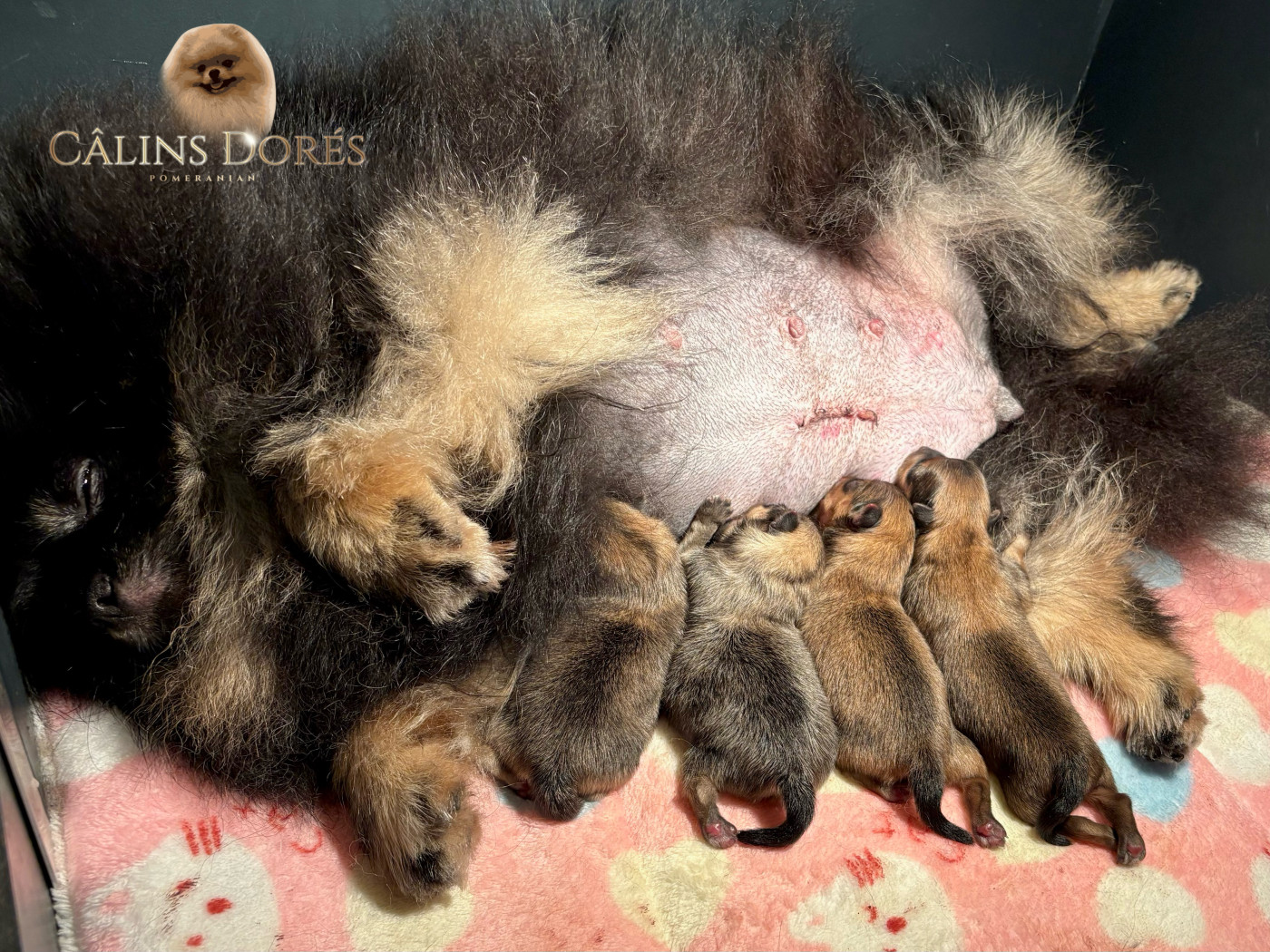 Des Câlins Dorés - Chiots disponibles - Spitz allemand