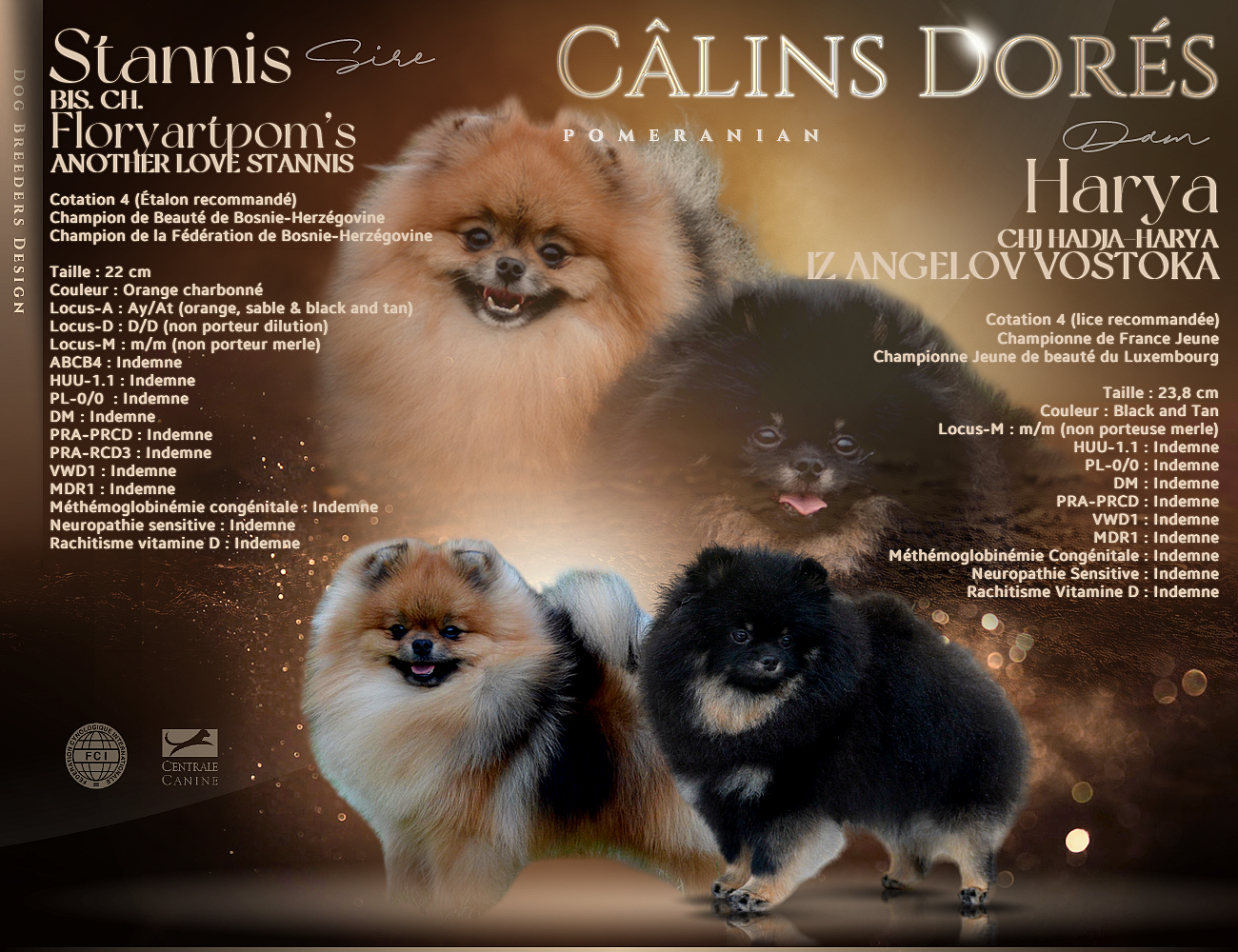 Des Câlins Dorés - Spitz allemand - Portée née le 26/02/2026