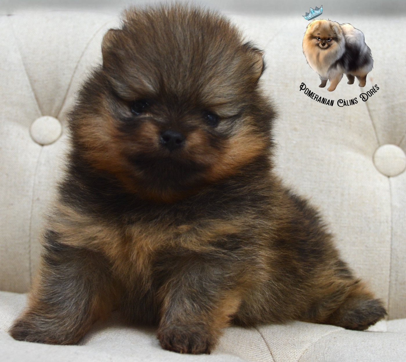 Des Câlins Dorés - Chiots disponibles - Spitz allemand