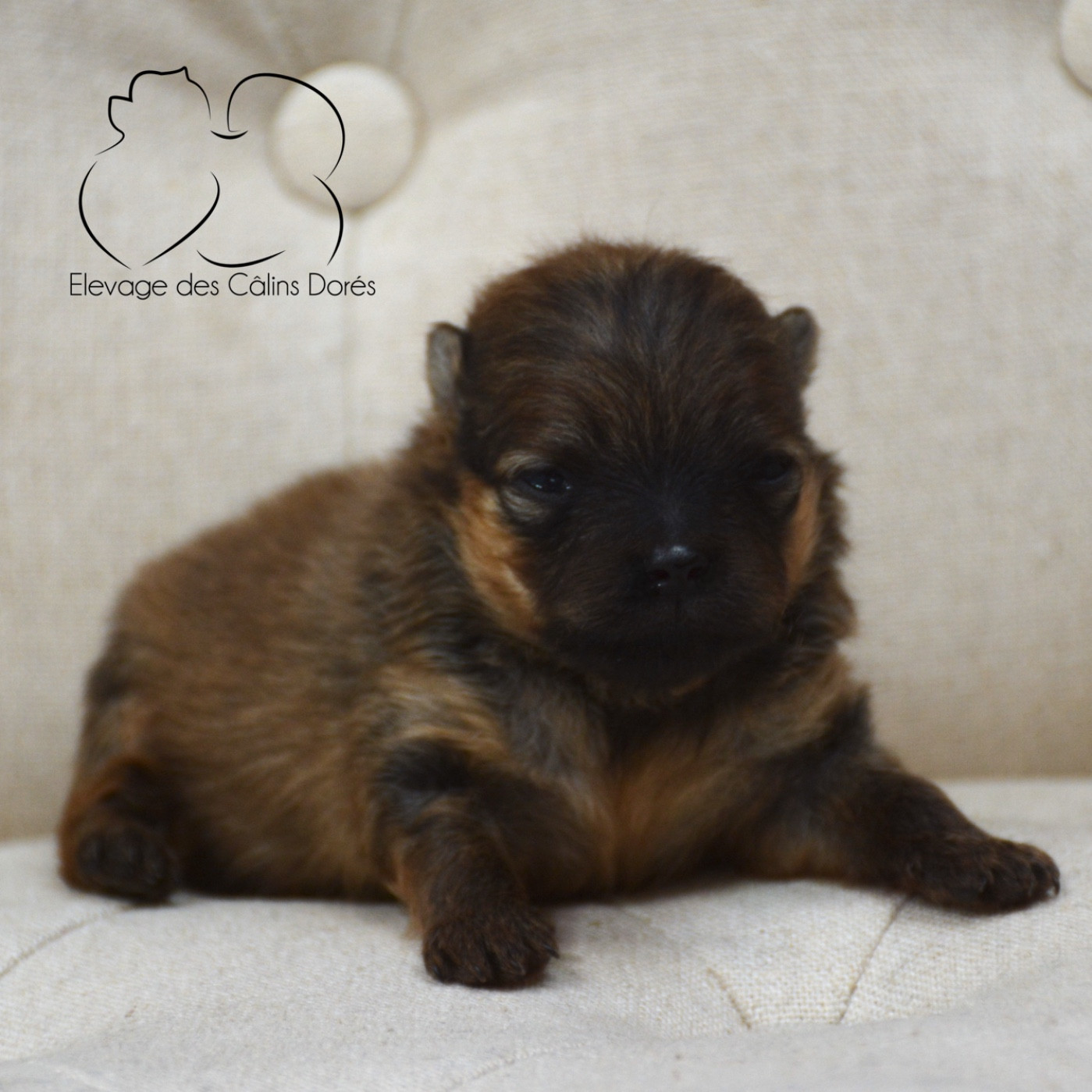 Des Câlins Dorés - Chiots disponibles - Spitz allemand