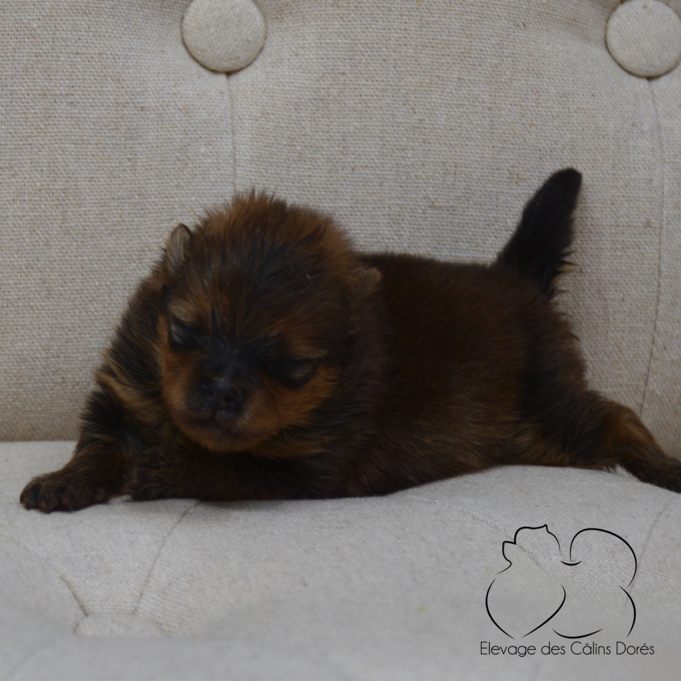 Des Câlins Dorés - Chiots disponibles - Spitz allemand