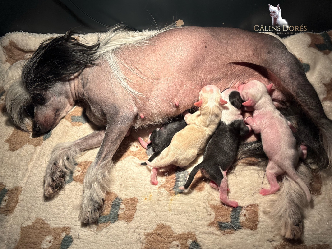 Des Câlins Dorés - Chiots disponibles - Chien chinois à crête