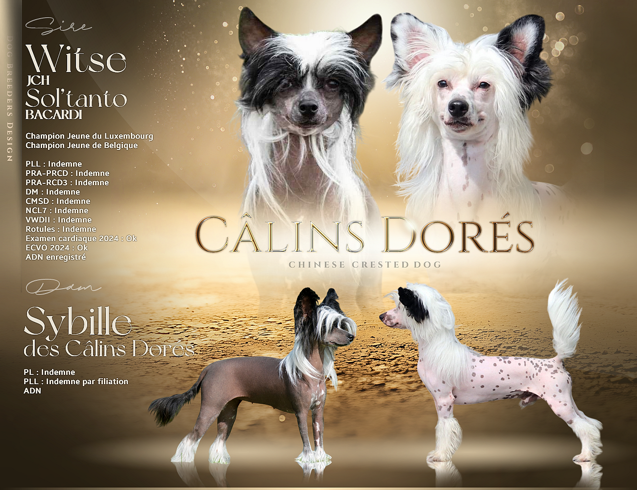 Chiot Chien chinois à crête Des Câlins Dorés