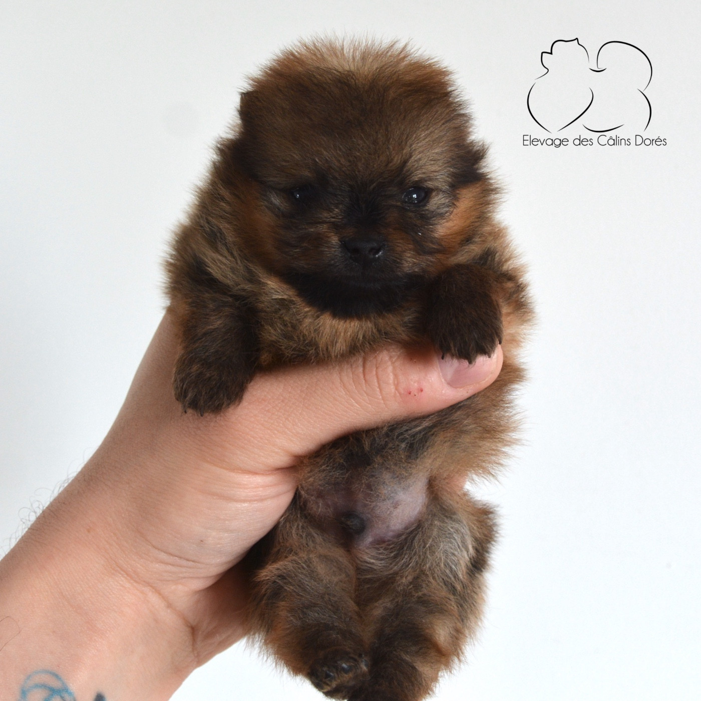 Des Câlins Dorés - Chiots disponibles - Spitz allemand