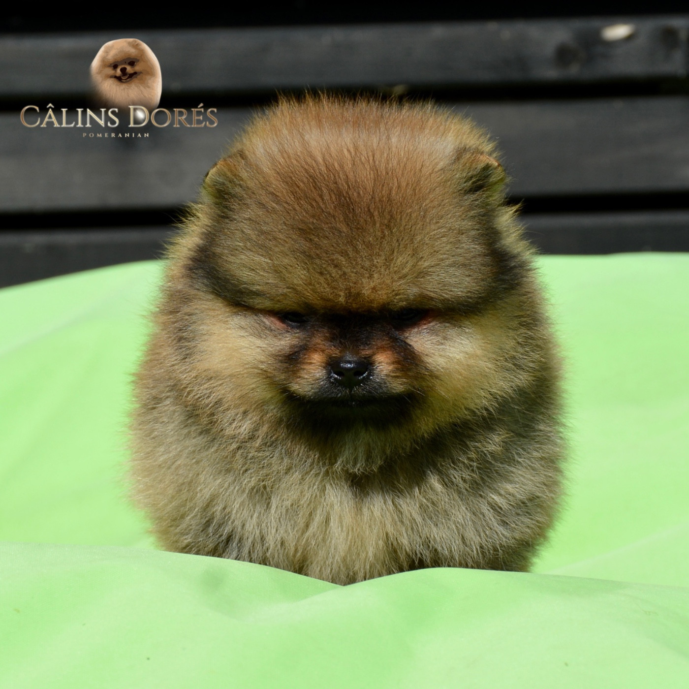 Des Câlins Dorés - Chiots disponibles - Spitz allemand