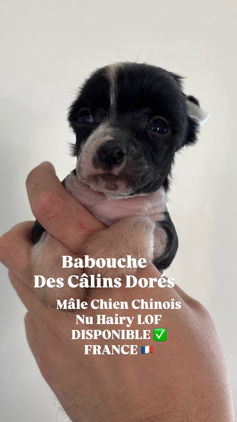 Des Câlins Dorés - Chiots disponibles - Chien chinois à crête