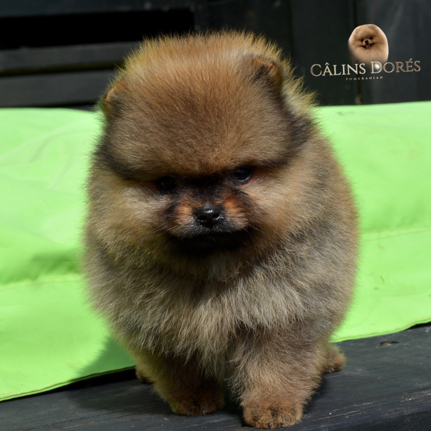 Beneth des Câlins Dorés