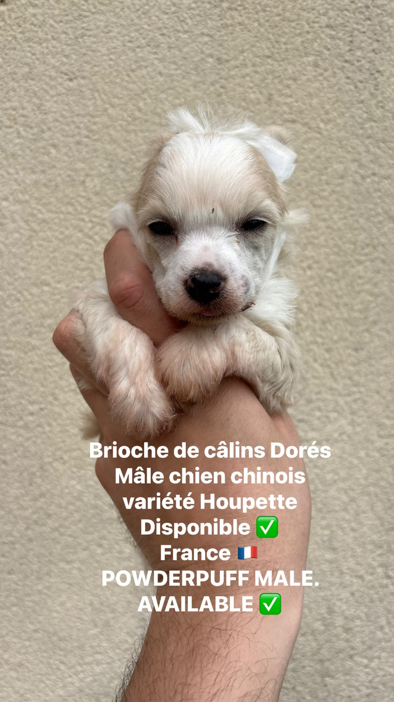 Des Câlins Dorés - Chiots disponibles - Chien chinois à crête