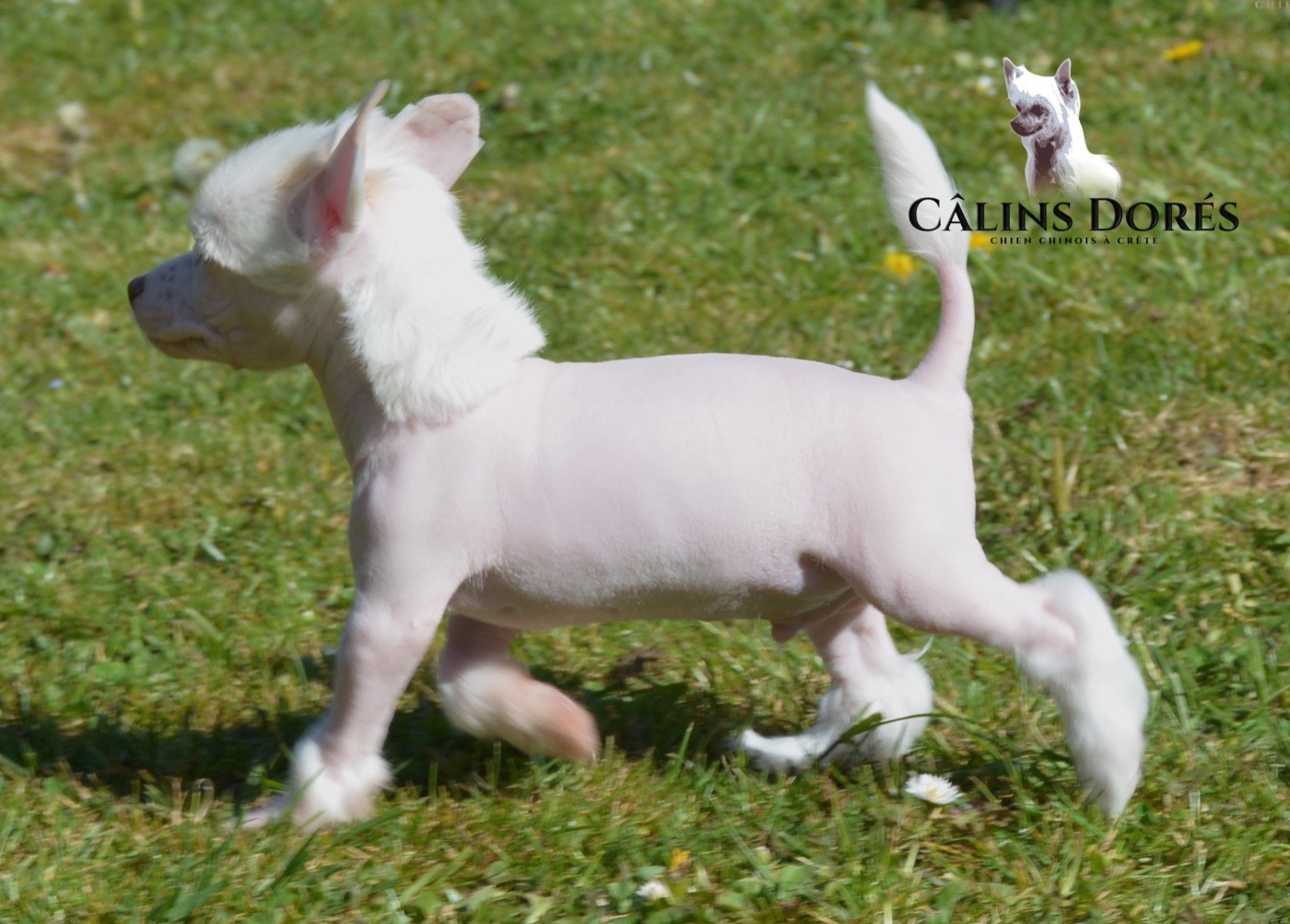 Des Câlins Dorés - Chiots disponibles - Chien chinois à crête