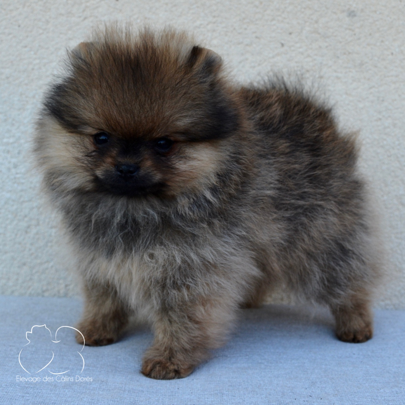 Des Câlins Dorés - Chiots disponibles - Spitz allemand