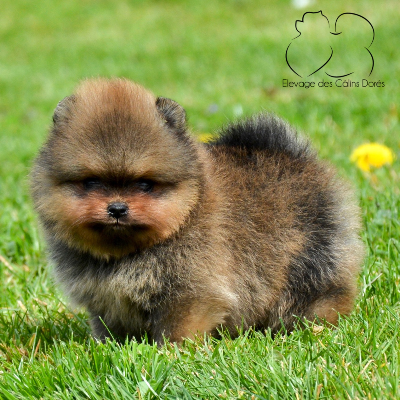 Des Câlins Dorés - Chiots disponibles - Spitz allemand