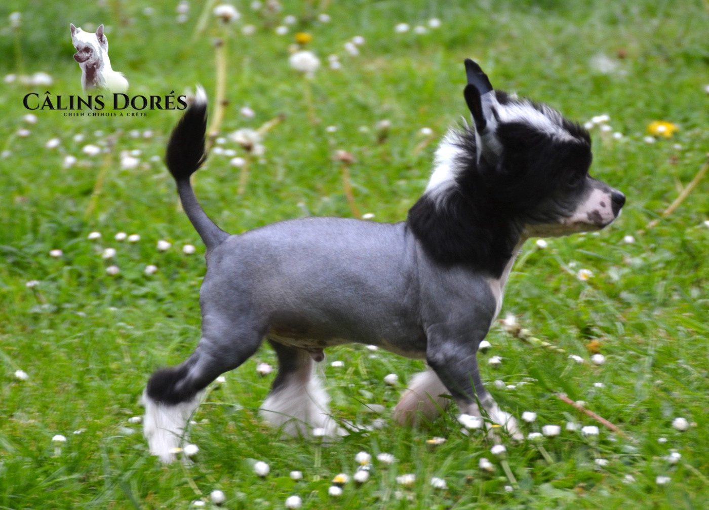 Des Câlins Dorés - Chiots disponibles - Chien chinois à crête