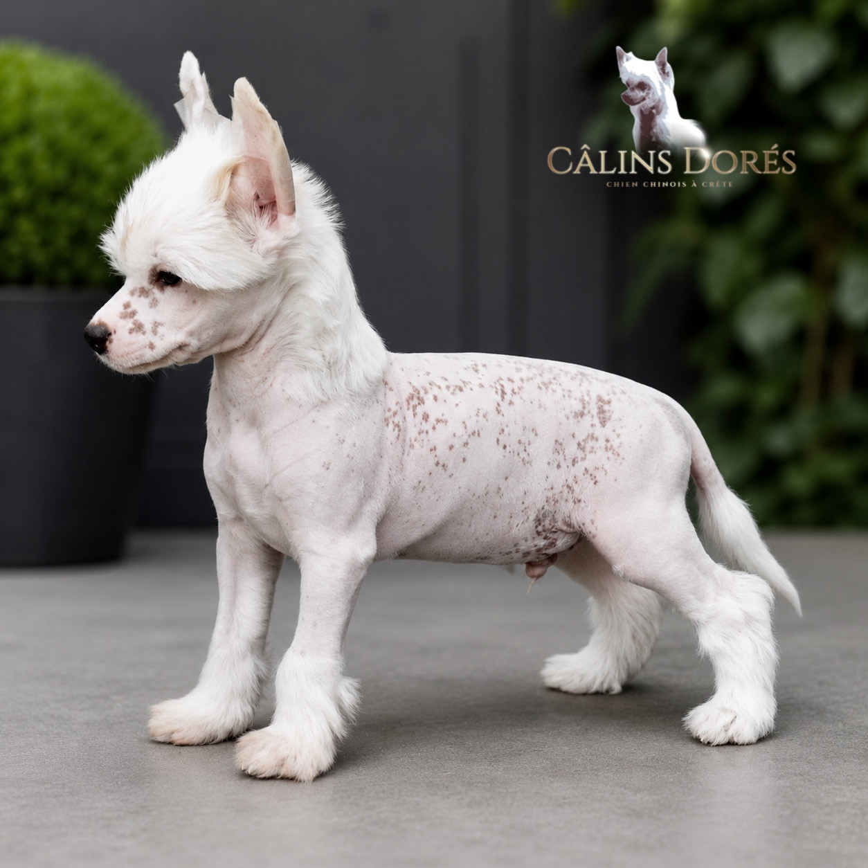 Des Câlins Dorés - Chiots disponibles - Chien chinois à crête