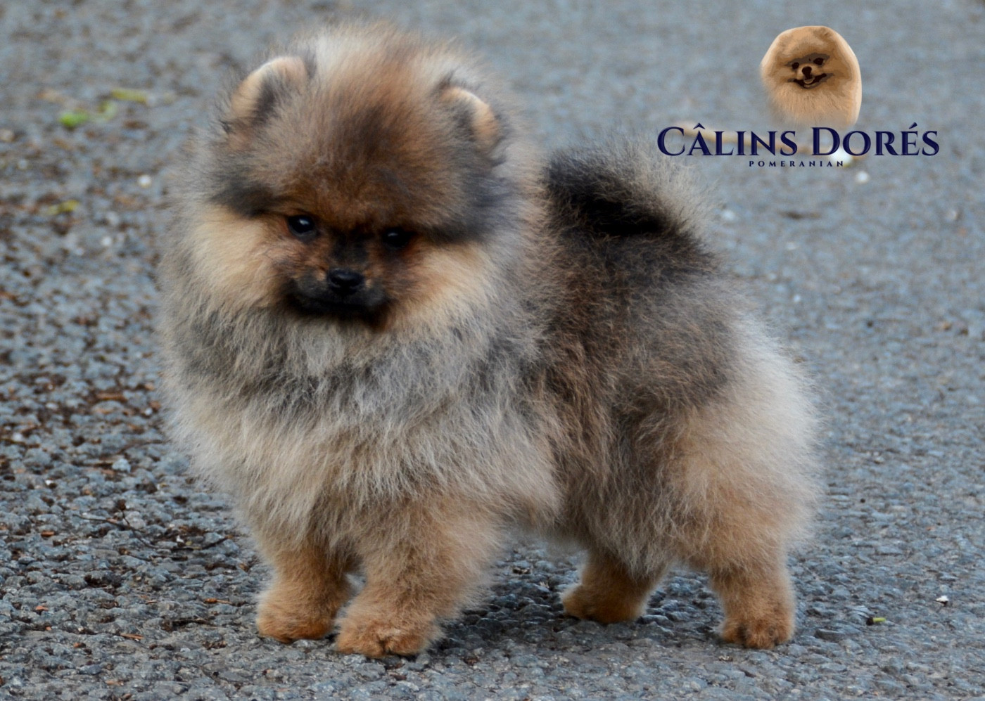 Des Câlins Dorés - Chiots disponibles - Spitz allemand