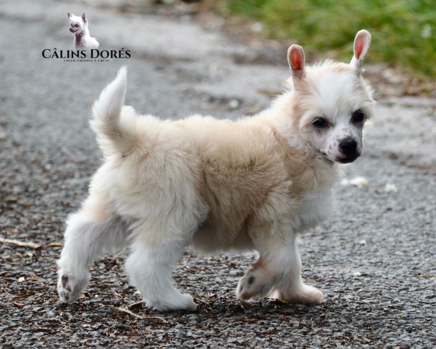 Des Câlins Dorés - Chiots disponibles - Chien chinois à crête