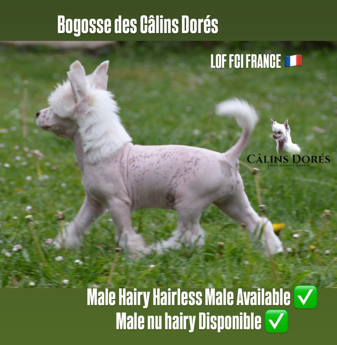 Des Câlins Dorés - Chiots disponibles - Chien chinois à crête