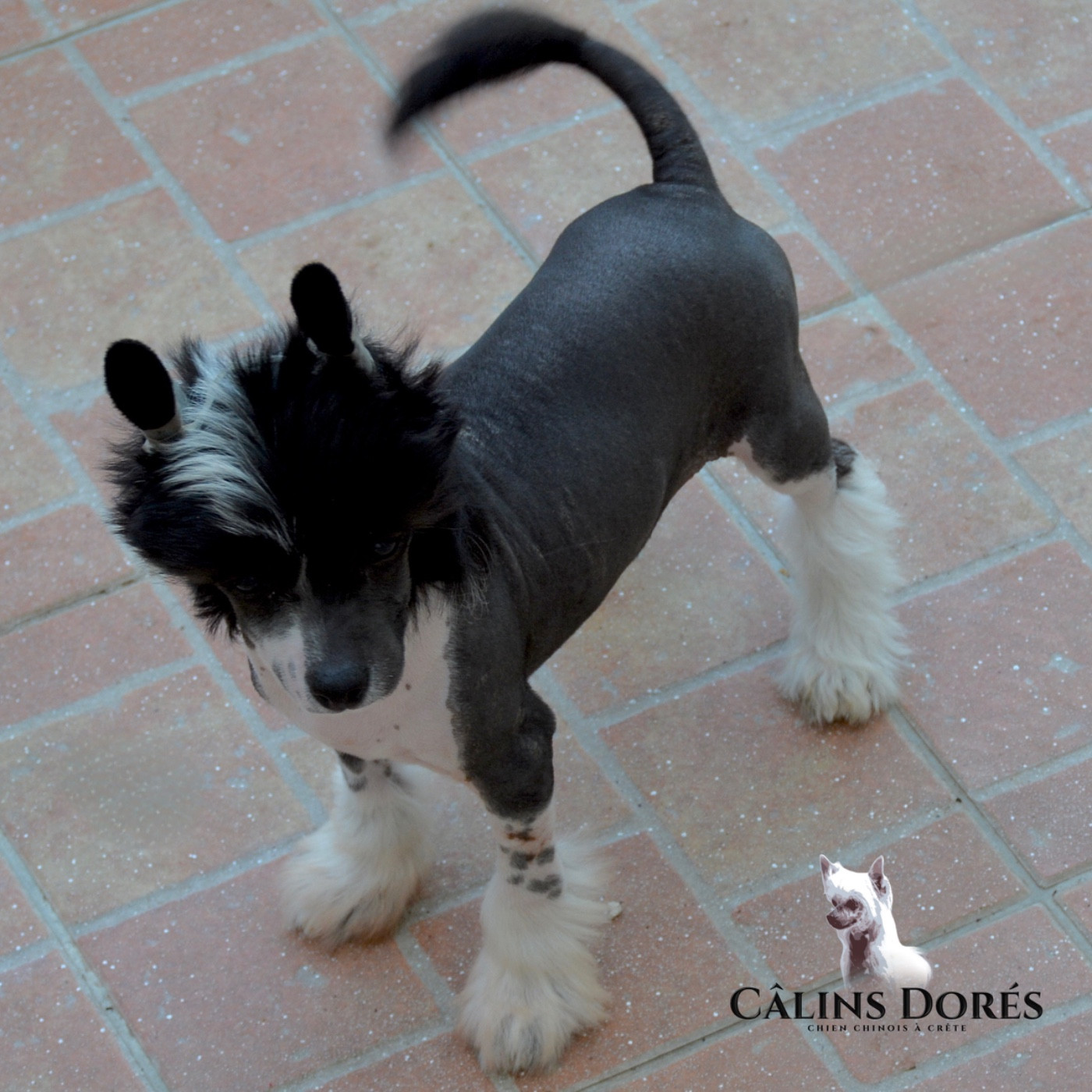 Des Câlins Dorés - Chiots disponibles - Chien chinois à crête