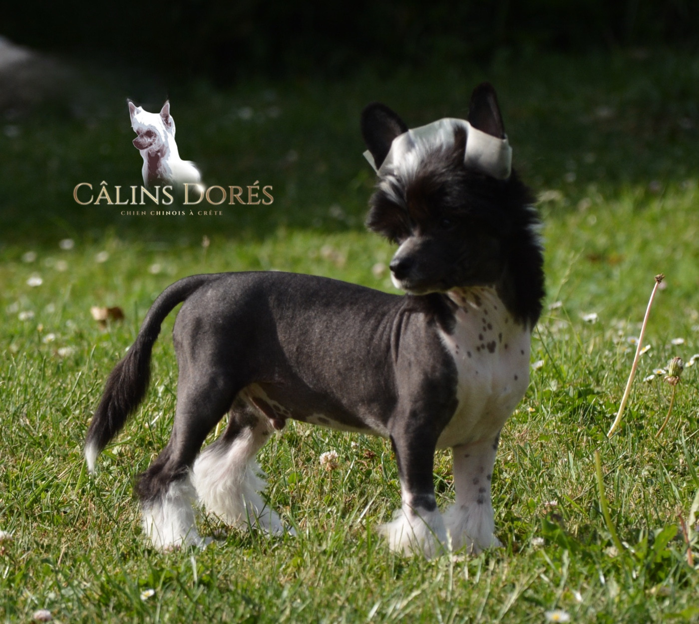 Des Câlins Dorés - Chiots disponibles - Chien chinois à crête