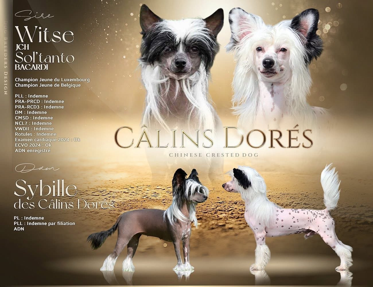 Des Câlins Dorés - Chien chinois à crête - Portée née le 16/03/2026