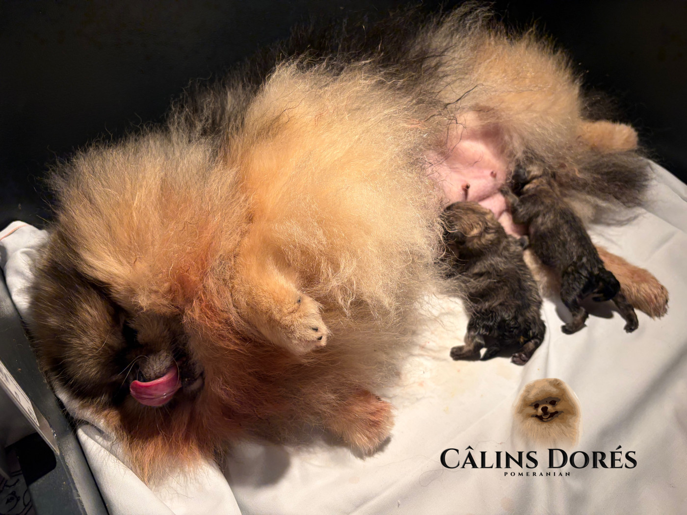 Des Câlins Dorés - Chiots disponibles - Spitz allemand