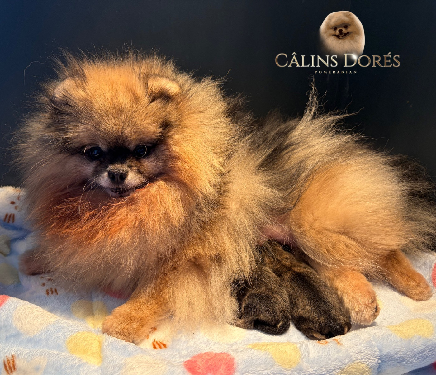 Des Câlins Dorés - Chiots disponibles - Spitz allemand