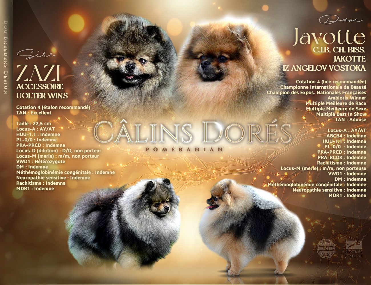 Chiot Spitz allemand Des Câlins Dorés