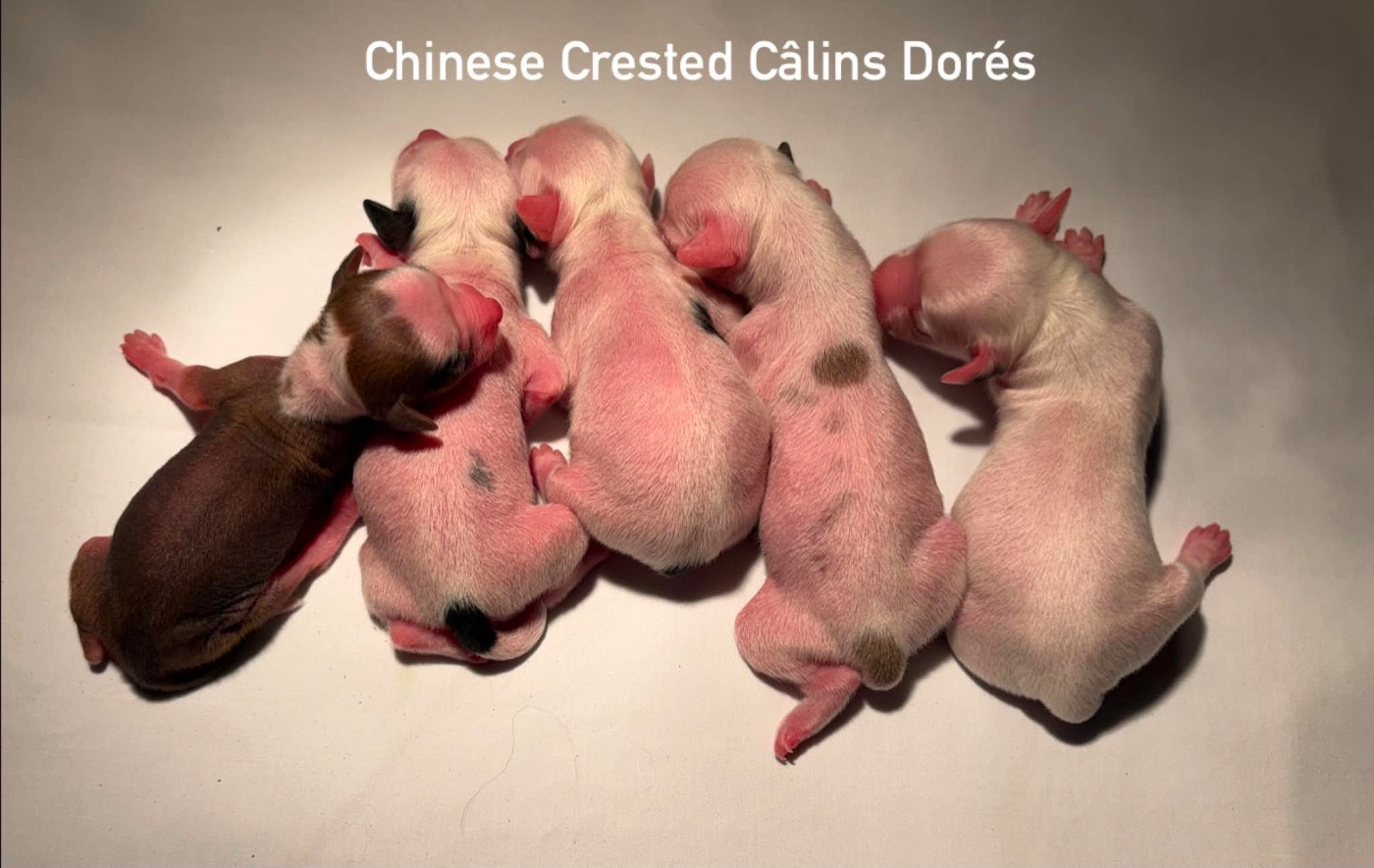 Des Câlins Dorés - Chiots disponibles - Chien chinois à crête