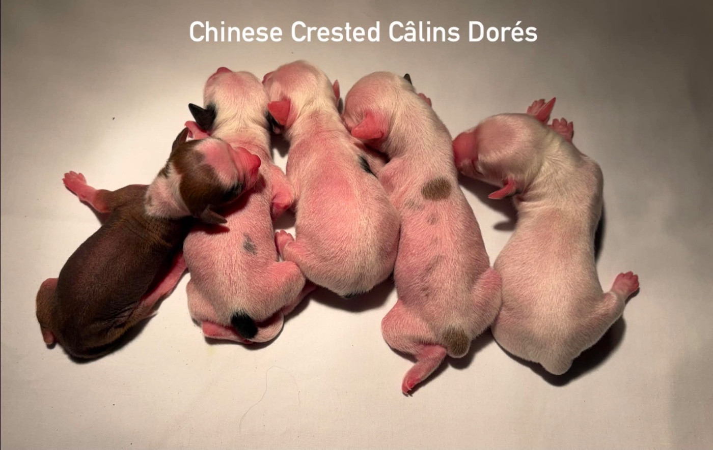 Des Câlins Dorés - Chiots disponibles - Chien chinois à crête
