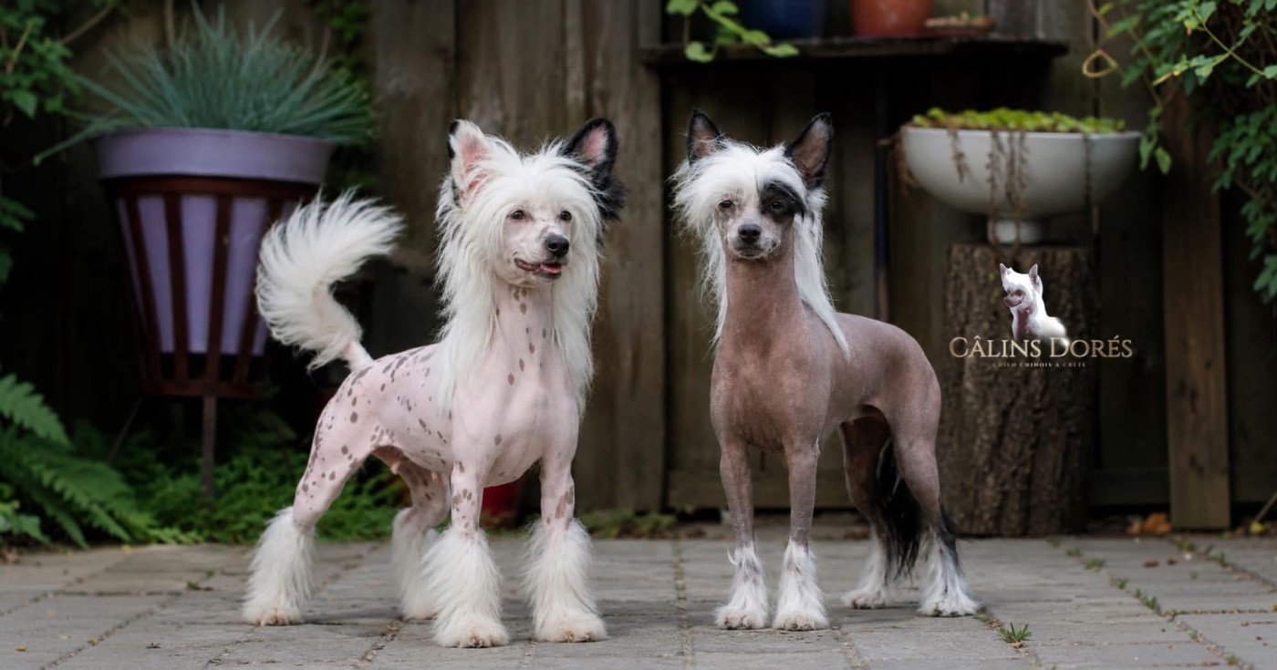 Chiot Chien chinois à crête Des Câlins Dorés