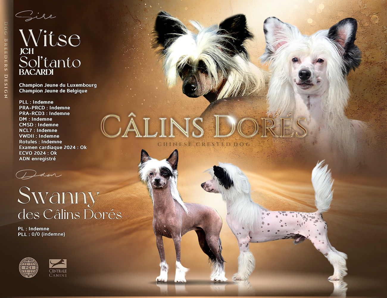 Chiot Chien chinois à crête Des Câlins Dorés